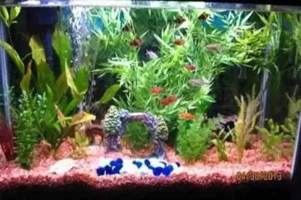 Image of: Ushas Aquarium